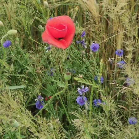 Nyaraló Niebieski Kamień Pomorski