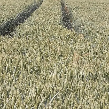 Niebieski * Kamień Pomorski