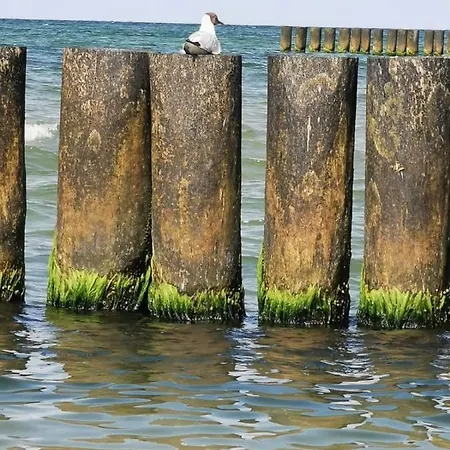 Nyaraló Niebieski *