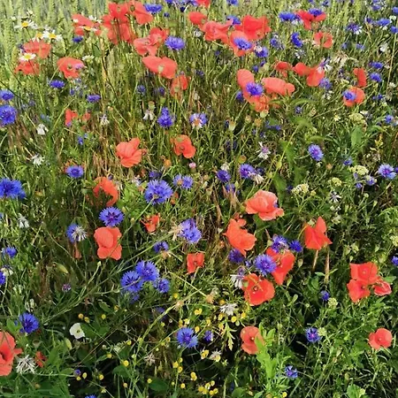 Niebieski * Kamien Pomorski