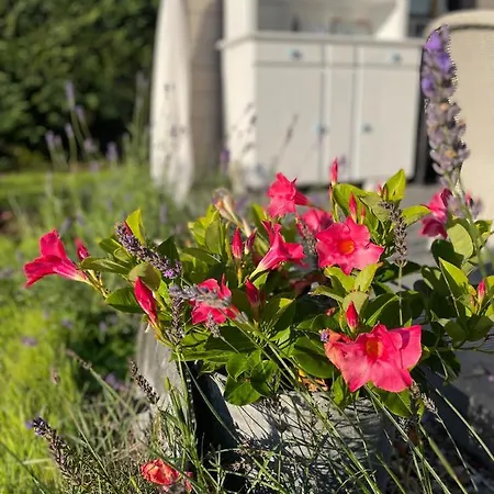 Nyaraló Niebieski *