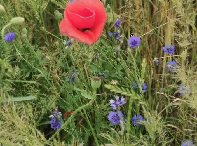 Сasa de vacaciones Niebieski Kamien Pomorski