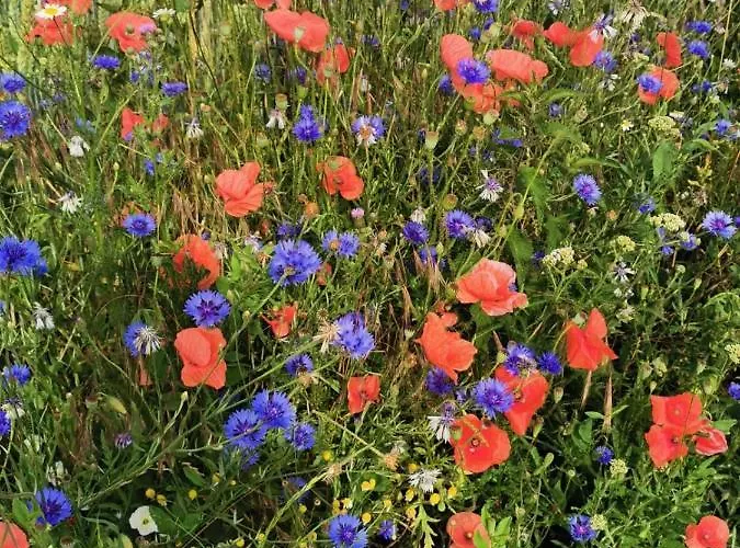 Niebieski * Kamien Pomorski