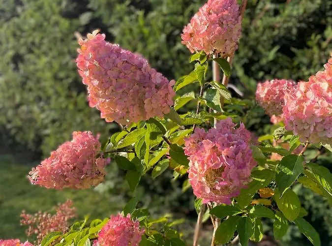 Сasa de vacaciones Niebieski